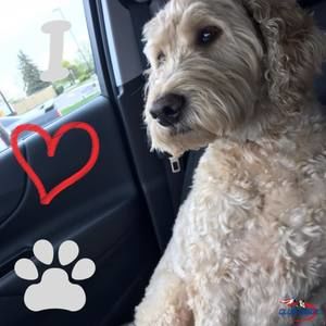 Meet your Posher, Nicci